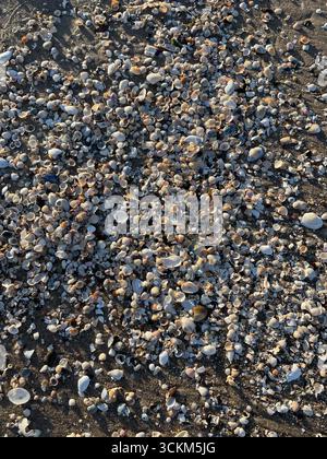 Small seashells scattered across the Baltic Sea shore display a delicate mix of colored hues, hinting at their journey through the tides. Stock Photo