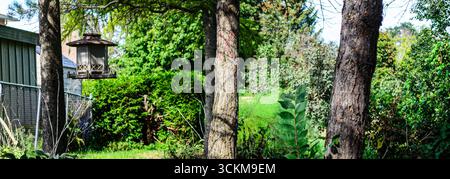 single bird feeder hanging from pone trees in a backyard on a bright summer day with shade falling on the area Stock Photo