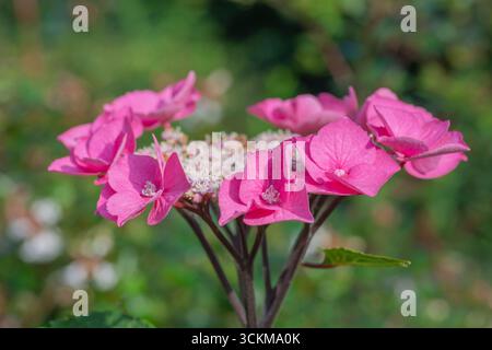 Flat pink lacecap hydrangea (Hydrangea macrophylla) flower, South East England, UK. This variety is attractive to bees. Stock Photo