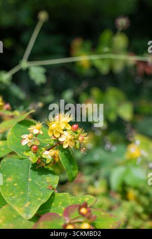 Close up of shrubby St Johns wort (hypericum androsaemum) flowers in bloom Stock Photo