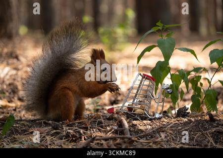 Squirrel with toy shopping cart in forest. Eurasian red squirrel Stock Photo