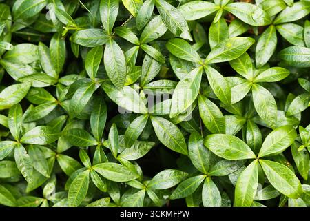 Green leaves closeup background. Fresh natural foliage texture with bright light. Eco friendly nature pattern of healthy plants. Stock Photo