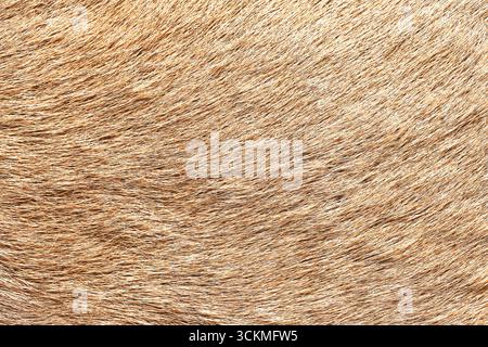 Closeup of brown animal fur texture. Natural hairy surface background with soft detail. Warm organic pattern of wildlife skin coat. Stock Photo