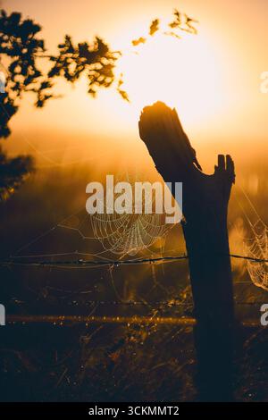 Spiderweb on fence post in misty morning sunshine. High quality photo Stock Photo