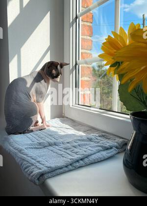Canadian Sphynx cat sitting on a soft blue blanket on the windowsill, gazing outside. The scene is lit by natural light, creating a calm and reflectiv Stock Photo