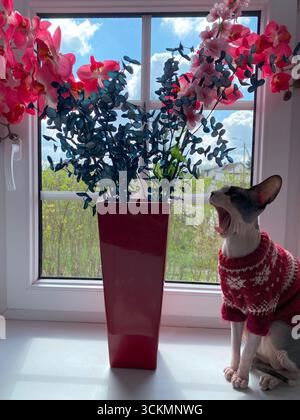 A Canadian Sphynx cat dressed in a red knitted sweater sits on a window sill beside a vibrant floral arrangement in a red vase, with sunlight streamin Stock Photo