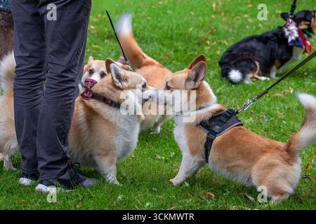 Playful corgis are engaging with each other in a lush green park, surrounded by joyful energy and celebration, highlighting their charming and friendl Stock Photo