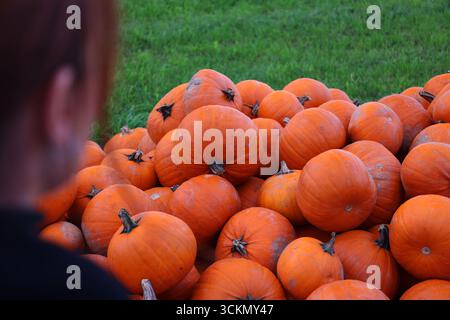 Woman looking at pumpkins – Female figure in background observing large pile of harvested pumpkins on green grass Stock Photo