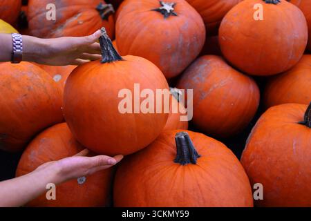 Hands choosing pumpkins – People’s hands selecting bright orange pumpkins from large harvest pile in autumn field Stock Photo
