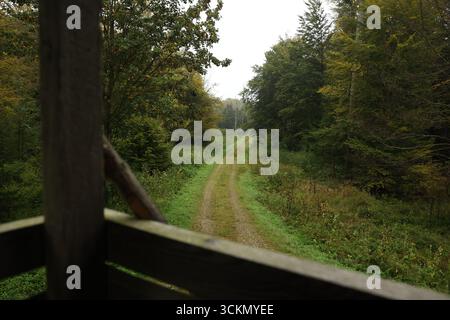 Countryside road through forest – Narrow path surrounded by lush green trees, quiet summer landscape in nature. Stock Photo
