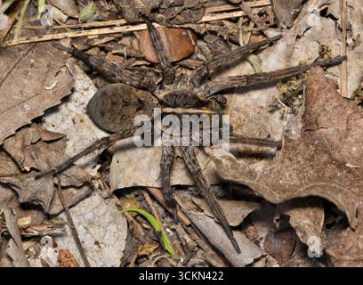 Wolf spider Tigrosa georgicola arachnid crawling on forest floor leaves nature. Stock Photo