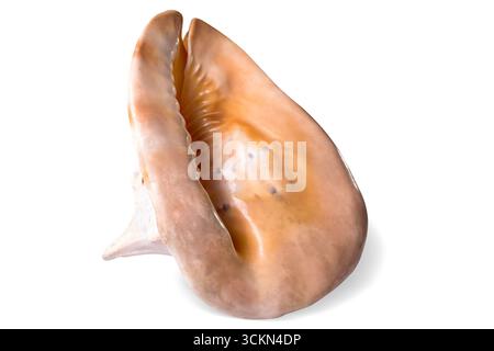 A big white and pink big sea shell on white background, isolated. Stock Photo