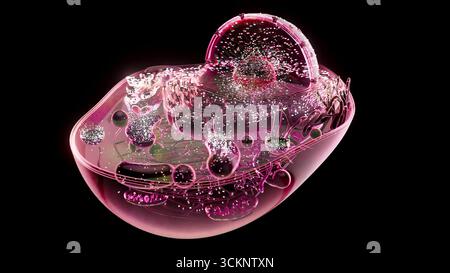 Animal cell, illustration Stock Photo - Alamy