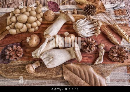 Culinary flat lay of king oyster, shimeji and button mushrooms on a rustic wooden board with pine cones, wheat stalks and seasonal leaves. Stock Photo