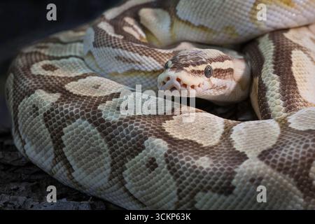 a very close detailed portrait of a royal python. Its head is emerging from its coiled body and its eyes are staring. There is space for copy text Stock Photo
