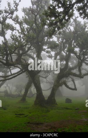 A twin tree in the Fanal Forest on the island of Madeira Stock Photo