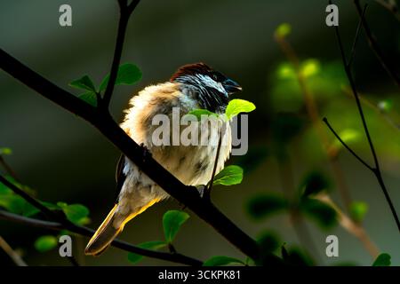 Male house sparrow perched on a branch with natural green leaves, Tete Mozambique Stock Photo