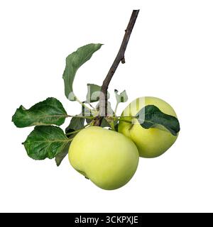 Two green apples hanging on a branch isolated on white Stock Photo