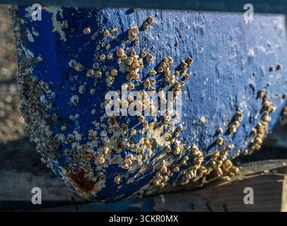Barnacle covering a blue boat hull Stock Photo