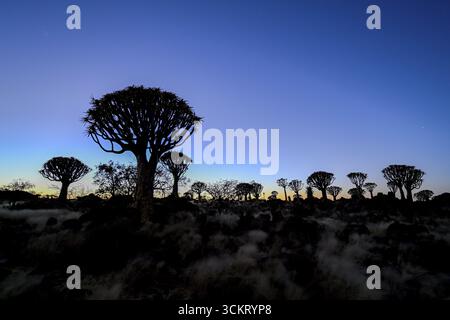 Quiver trees (Aloe dichotoma) under the starry sky, quiver tree forest near Keetmanshoop, Karas Region, Namibia Stock Photo