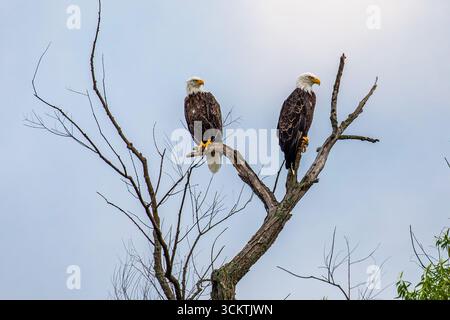 Bald Eagle (Haliaeetus leucocephalus) adult male and female, perched on branches, horizontal Stock Photo