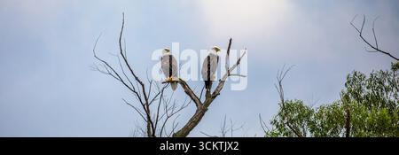 Bald Eagle (Haliaeetus leucocephalus) adult male and female, perched on branches, panorama Stock Photo