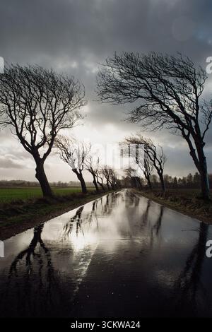 Road With Trees In Stormy Weather, Rain And Wind, Empty Street In Romo, Denmark, Winter, Dark Dramatic Clouds Stock Photo