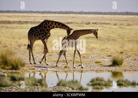 a male and a female giraffe spotted during mating season in Nambia Stock Photo