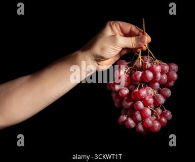 red grape in hand on black background Stock Photo
