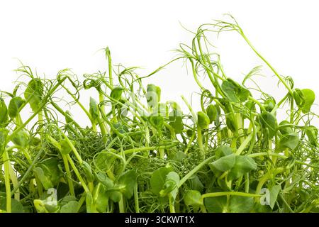 pea micro green superfood closeup on white Stock Photo