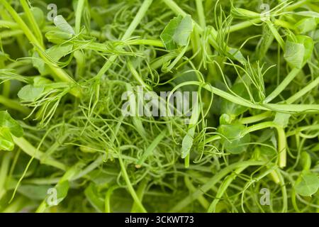 pea micro green superfood closeup Stock Photo
