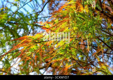 Colorful larch trees with orange and green needles shine against a clear sky in Taiwan's mountain forest during winter. The serene landscape captures Stock Photo