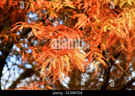 Close-up of vibrant orange and red bald cypress foliage in a Taiwanese forest during winter, showcasing seasonal beauty and natural textures. Stock Photo