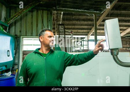 Farmer operating milking machine with digital control panel in barn, showcasing modern dairy farm management Stock Photo