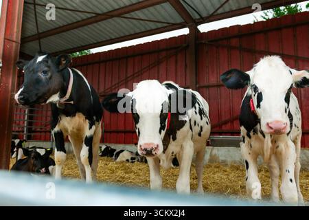 Three young calves standing on straw bedding in a barn Stock Photo