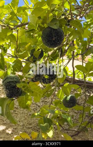 Close-up of wrinkled bitter oranges hanging on branches with green leaves Stock Photo