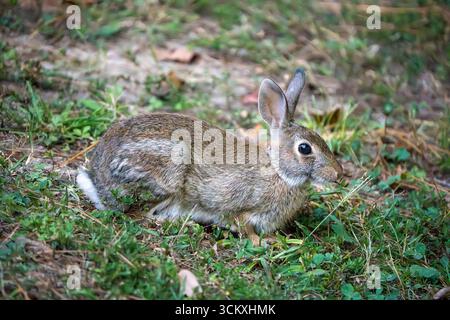 Wild rabbit in the yard in the morning. Stock Photo
