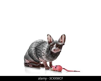 A Canadian Sphynx cat in a knitted sweater lies next to a toy mouse while isolated on white background. The playful yet elegant studio photo highlight Stock Photo