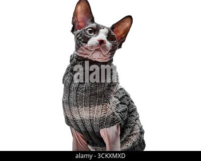 A Canadian Sphynx cat wearing a knitted sweater is photographed isolated on a pure white background. The clean composition highlights the cat’s unique Stock Photo