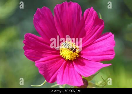 Female hoverfly, Common Flower Fly, Syrphus ribesii on purple flower of garden cosmos or Mexican aster (Cosmos bipinnatus). September, Netherlands Stock Photo