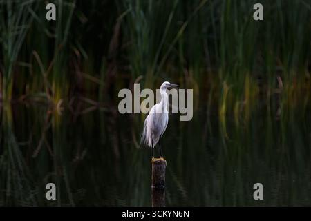 A little egret (Egretta Garzetta) perched on a wooden stump in a lake in a park in Kanagawa, Japan. Stock Photo