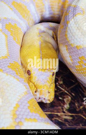 Closeup of a Curling Up lavender Albino Ball Python while Resting Stock Photo