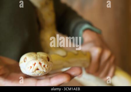Closeup of the Face of a Yellow Albino Ball Python (Python Regius) on Human's hands Stock Photo