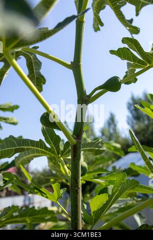 Close-up view of a fig tree branch with fresh green leaves and small unripe figs under clear sky Stock Photo