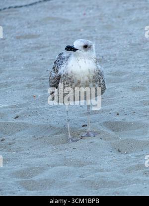 Close-up view of a seagull standing on the sand at the seaside. Stock Photo