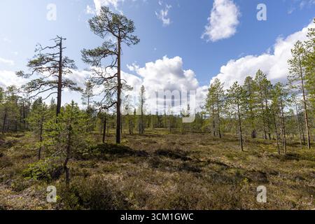Small pine tree forest in the mountains Stock Photo