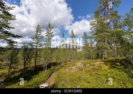 Small pine tree forest and hiking path in the mountains Stock Photo