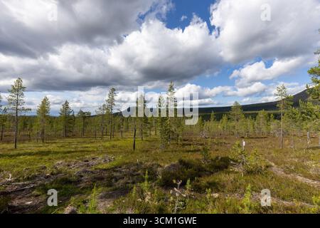 Small pine tree forest in the mountains Stock Photo