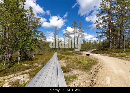 Biking trail in the mountains through small pine tree forest Stock Photo