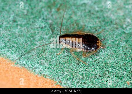 German Cockroach, Blattella germanica. Larva, top view Stock Photo - Alamy